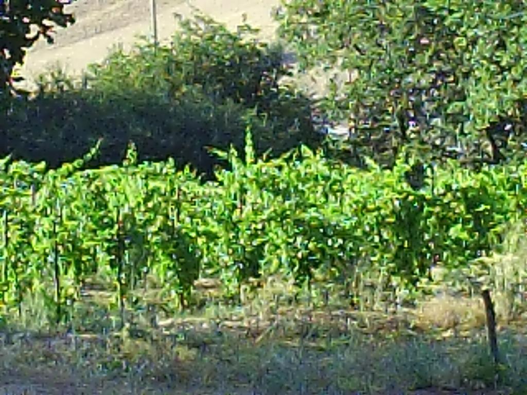 Agriturismo San Pietro Gangi Extérieur photo